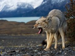 Tapeta National Geographic 586.jpg